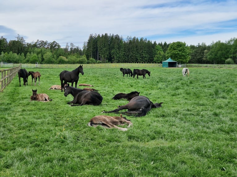Straight Egyptian Stallion Foal (02/2026) 15 hh Black in Monheim