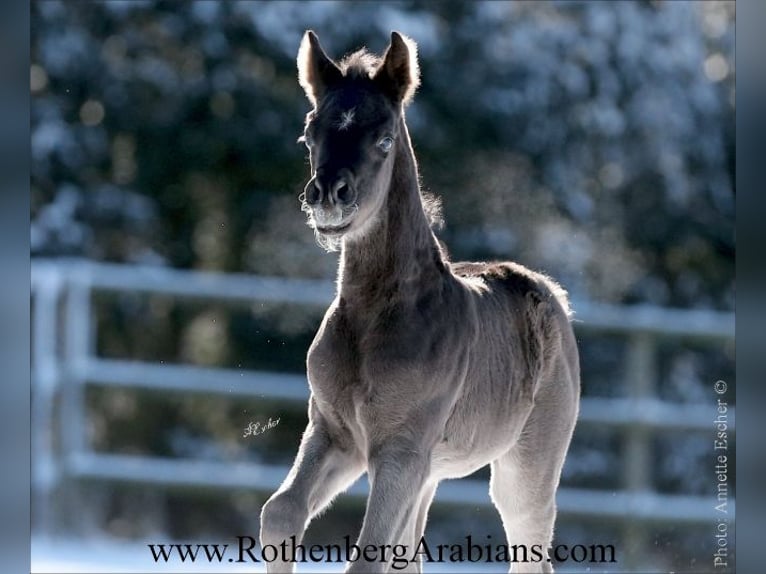 Straight Egyptian Stallion Foal (02/2026) 15 hh Black in Monheim