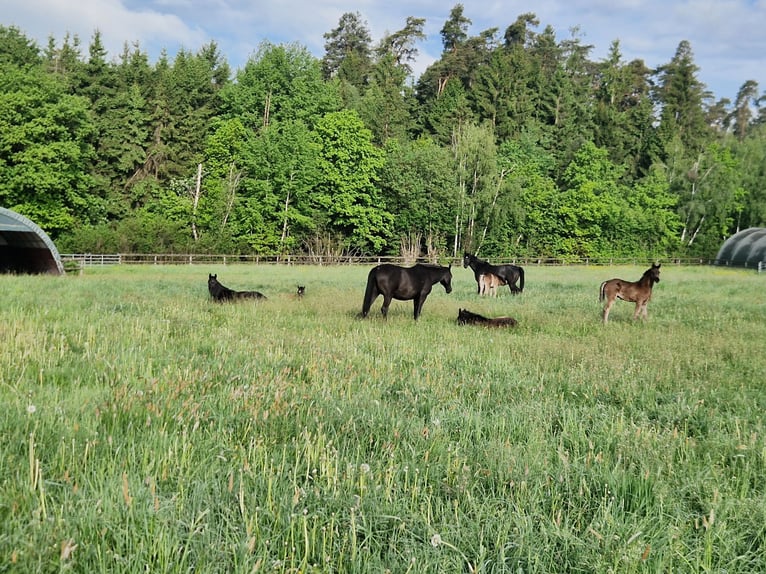 Straight Egyptian Stallion Foal (02/2026) 15 hh Black in Monheim