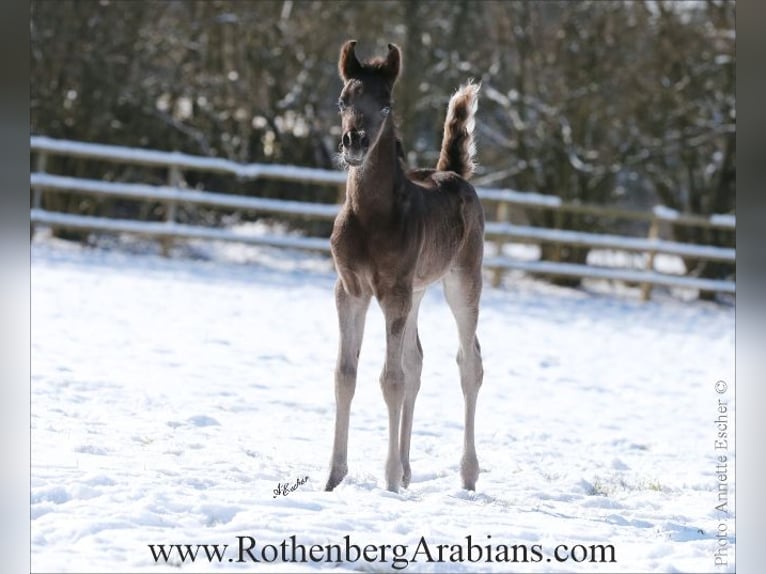 Straight Egyptian Stallion Foal (01/2025) 15,1 hh Black in Monheim