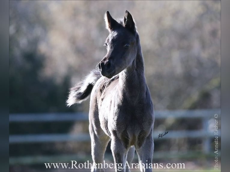 Straight Egyptian Stallion Foal (02/2026) 15,1 hh Black in Monheim