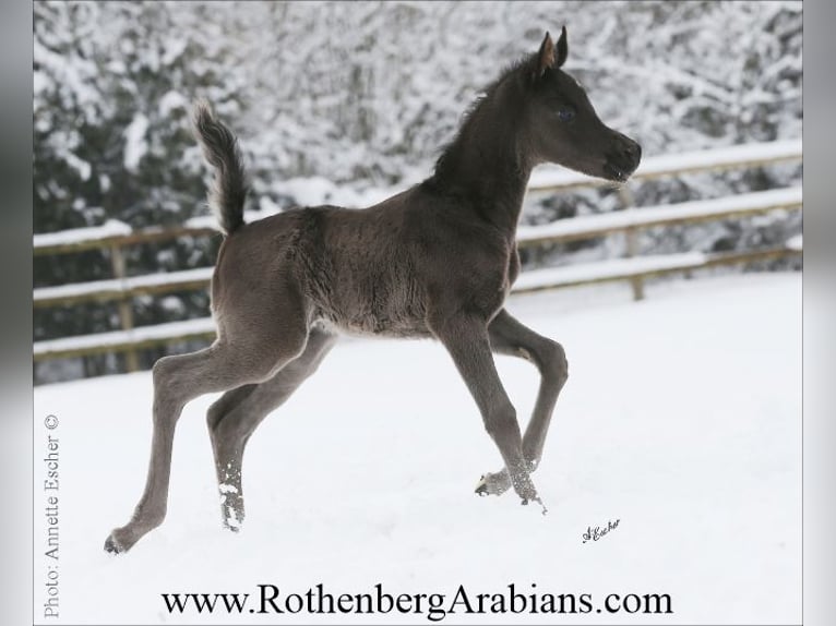 Straight Egyptian Stallion Foal (02/2026) 15,1 hh Black in Monheim