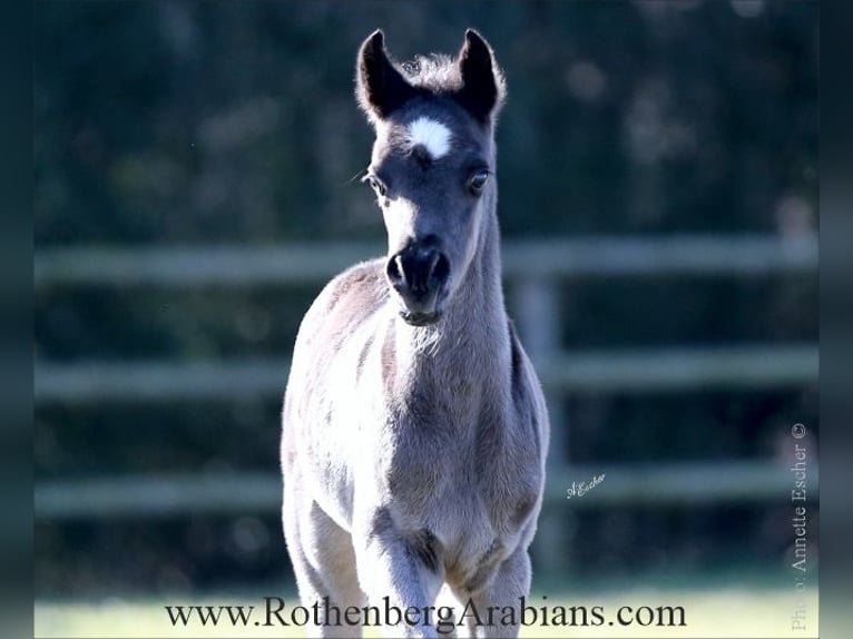 Straight Egyptian Stallion Foal (02/2026) 15,1 hh Black in Monheim
