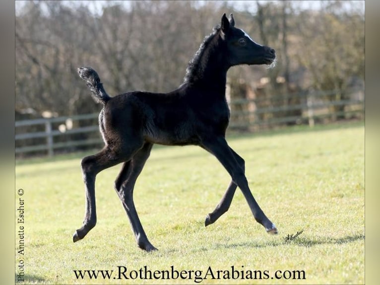Straight Egyptian Stallion Foal (02/2026) 15,1 hh Black in Monheim