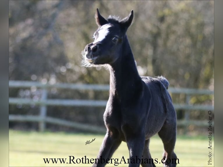 Straight Egyptian Stallion Foal (02/2026) 15,1 hh Black in Monheim