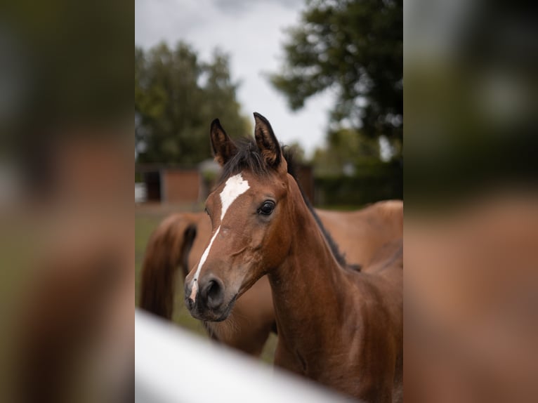 Straight Egyptian Stallion Foal (03/2025) 15,2 hh Brown in Ludwigsfelde