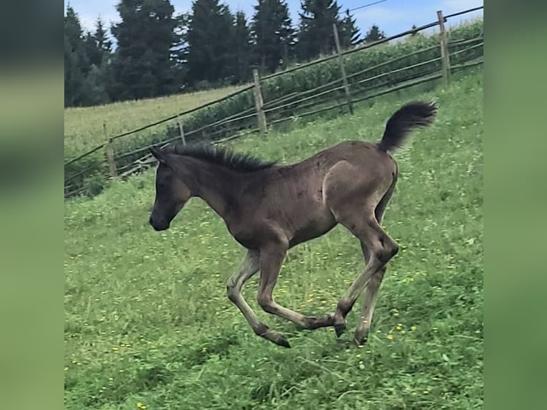 Straight Egyptian Stallion Foal (03/2025) Black in Stallhofen