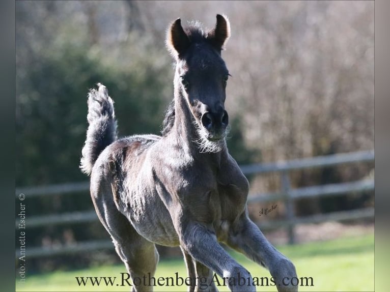 Straight Egyptian Stallion Foal (05/2026) Brown in Monheim