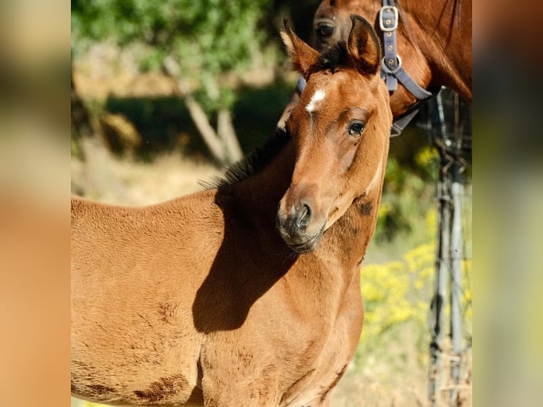 Straight Egyptian Stallion  Brown-Light in Zamarramala