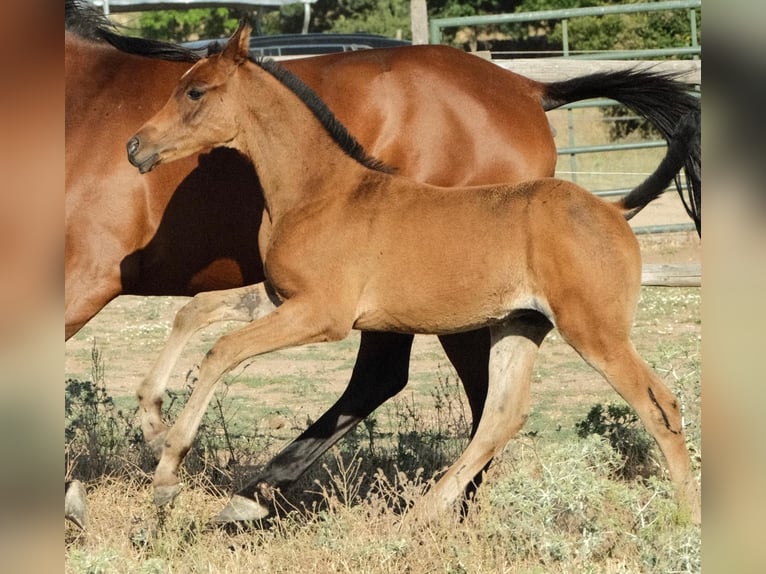 Straight Egyptian Stallion  Brown-Light in Zamarramala