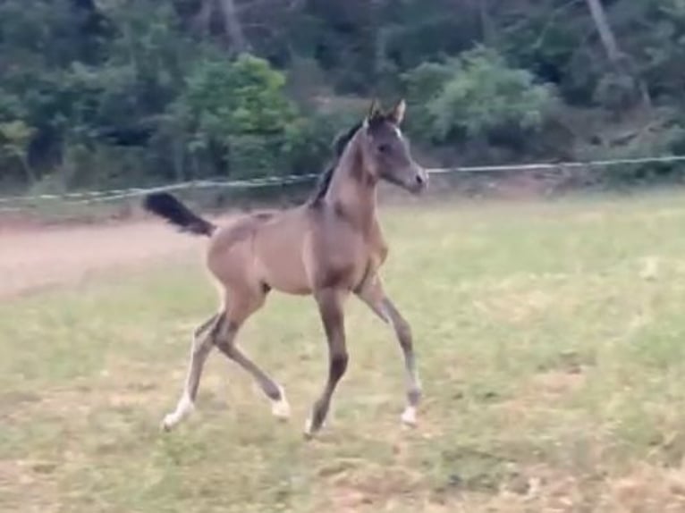 Straight Egyptian Stallion Foal (01/2025) Gray in Sevilla