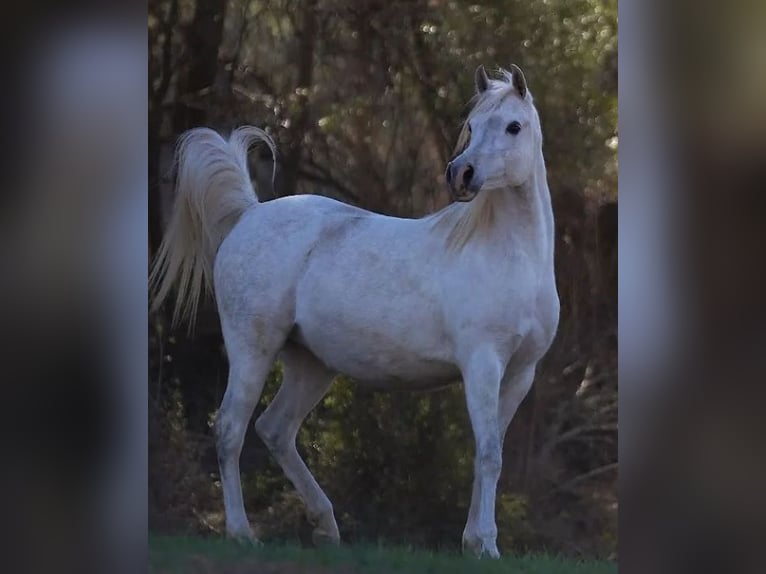 Straight Egyptian Stallion  Gray in Sevilla
