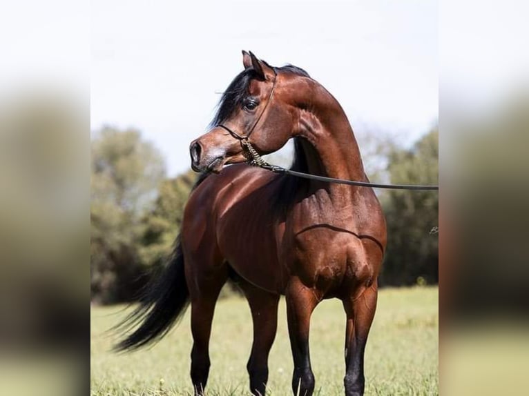 Straight Egyptian Stallion  Gray in Sevilla