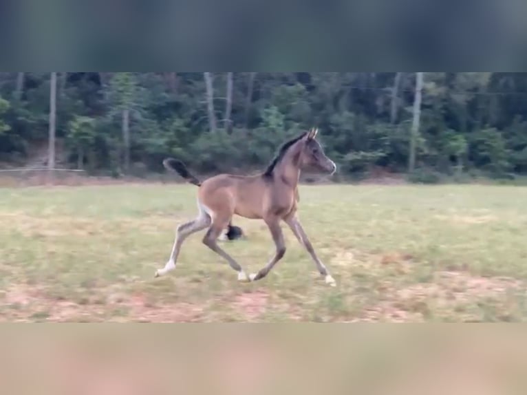 Straight Egyptian Stallion Foal (01/2025) Gray in Sevilla