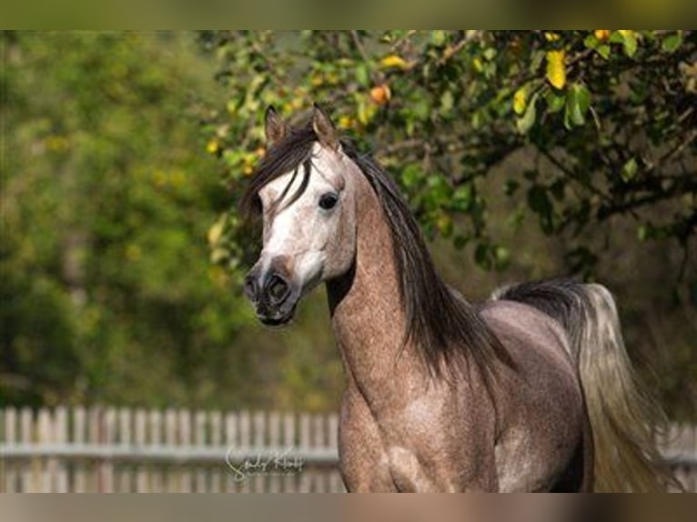 Straight Egyptian Stallion Gray in BlankenhainNiedersynderstedt
