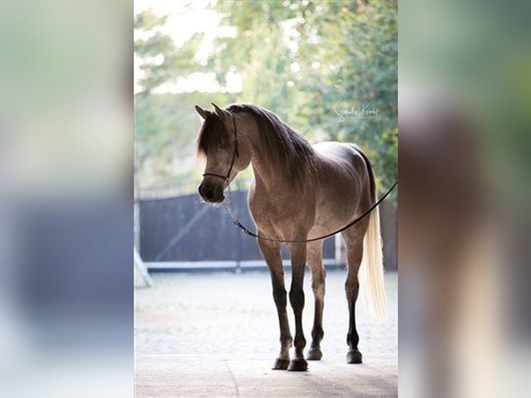 Straight Egyptian Stallion Grey in BlankenhainNiedersynderstedt