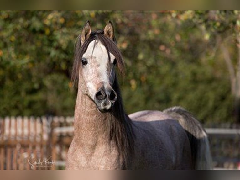 Straight Egyptian Stallion Grey in BlankenhainNiedersynderstedt