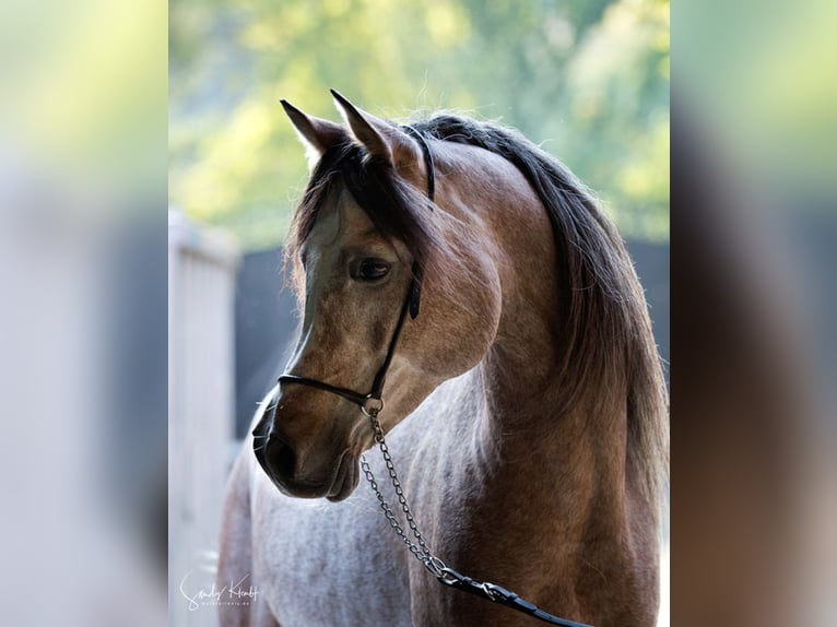 Straight Egyptian Stallion Grey in Blankenhain