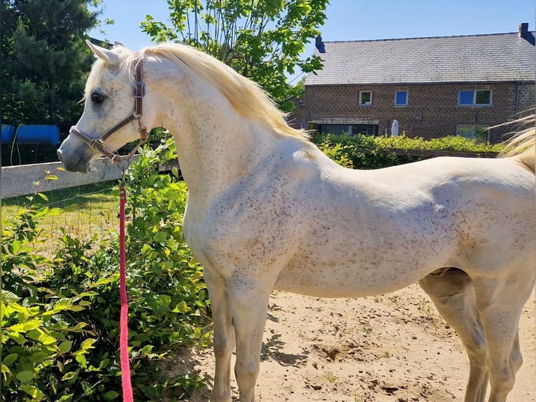 Straight Egyptian Stallion Grey-Fleabitten in WillebringenBoutersem
