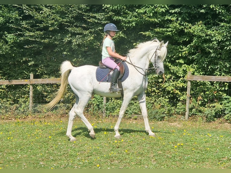 Straight Egyptian Stallion Grey-Fleabitten in WillebringenBoutersem
