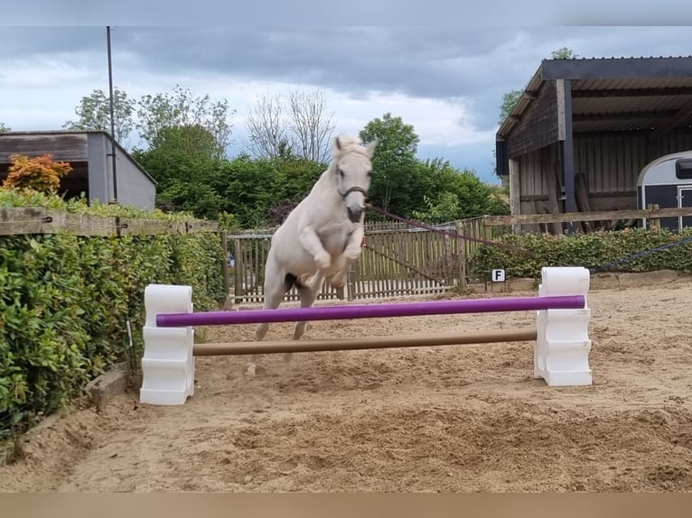 Straight Egyptian Stallion Grey-Fleabitten in WillebringenBoutersem
