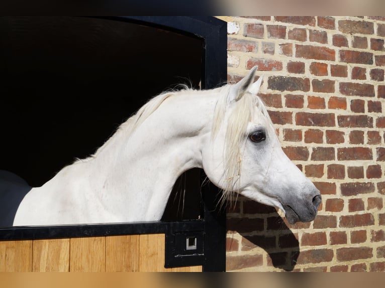 Straight Egyptian Stallion Grey-Fleabitten in WillebringenBoutersem