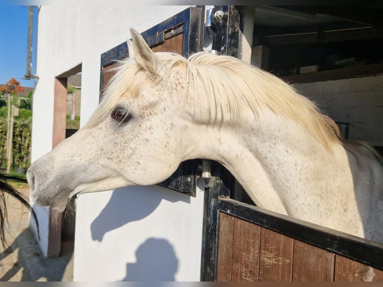 Straight Egyptian Stallion Grey-Fleabitten in WillebringenBoutersem