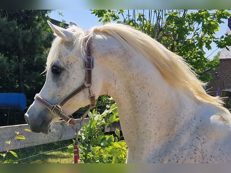 Straight Egyptian Stallion Grey-Fleabitten in WillebringenBoutersem