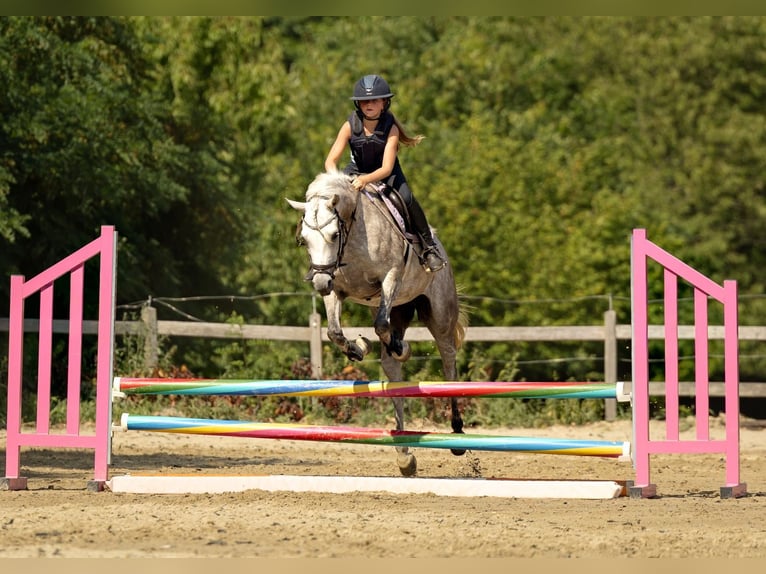Straight Egyptian Stallion Grey-Fleabitten in WillebringenBoutersem