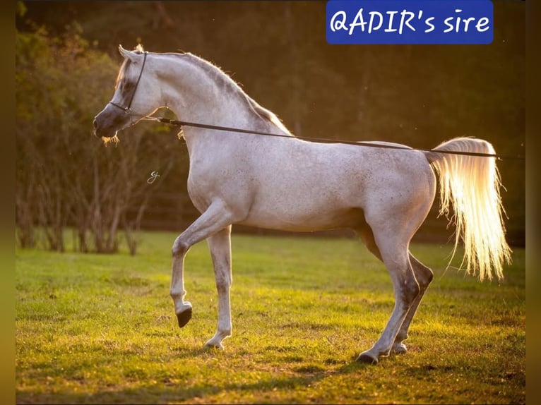 Straight Egyptian Stallion Grey in Groesbeek