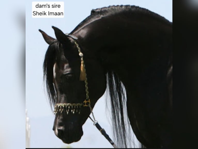 Straight Egyptian Stallion Rabicano in Groesbeek