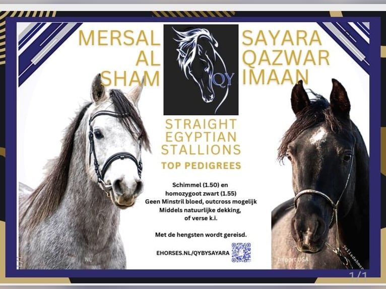 Straight Egyptian Stallion Rabicano in Groesbeek