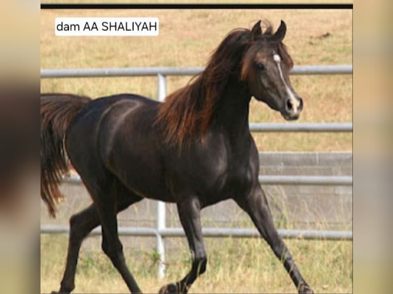 Straight Egyptian Stallion Rabicano in Groesbeek