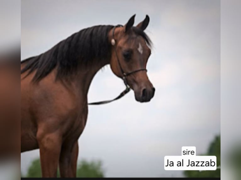 Straight Egyptian Stallion Rabicano in Groesbeek