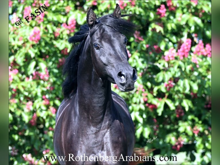 Straight Egyptian Stallion in Monheim
