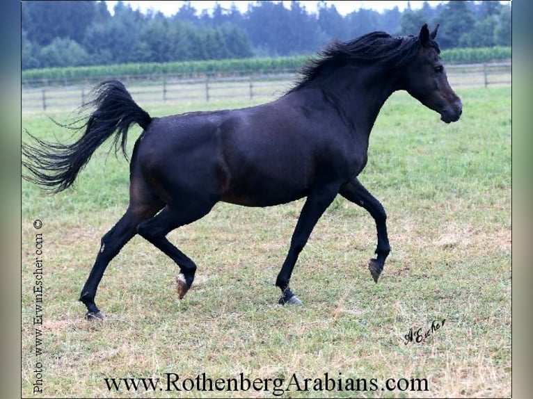 Straight Egyptian Sto 16 år 151 cm Rökfärgad svart in Monheim