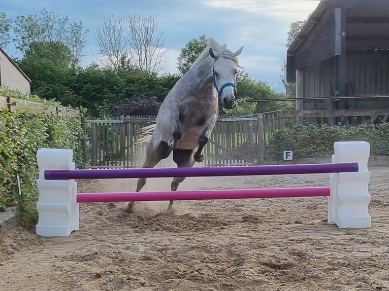 Straight Egyptian Sto 5 år 147 cm Grå-flugskimmel in Boutersem