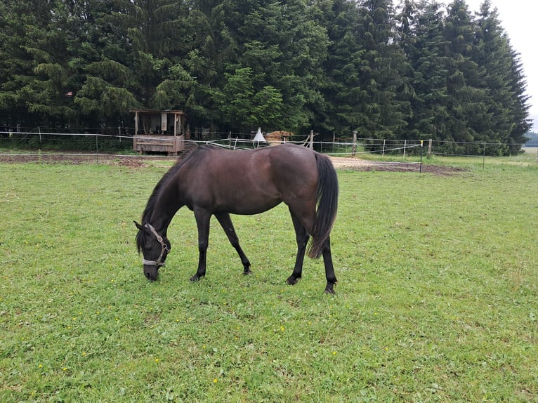 Straight Egyptian Sto 6 år 154 cm Svart in Balingen