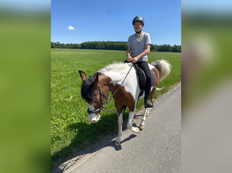 Straight Egyptian Valack 9 år 156 cm Pinto in Hauptwil