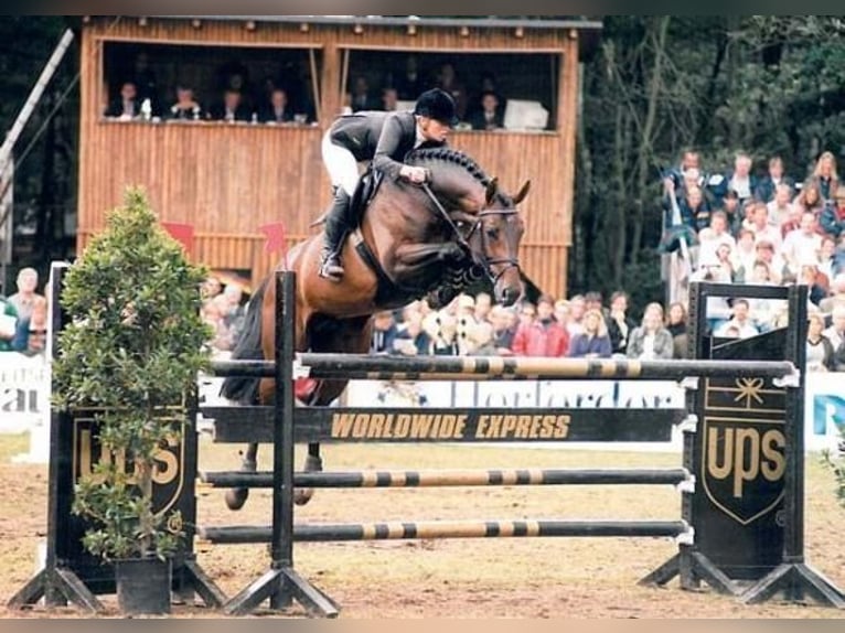 STRAW STAKKATO Hanoverian Stallion Brown in Heerde