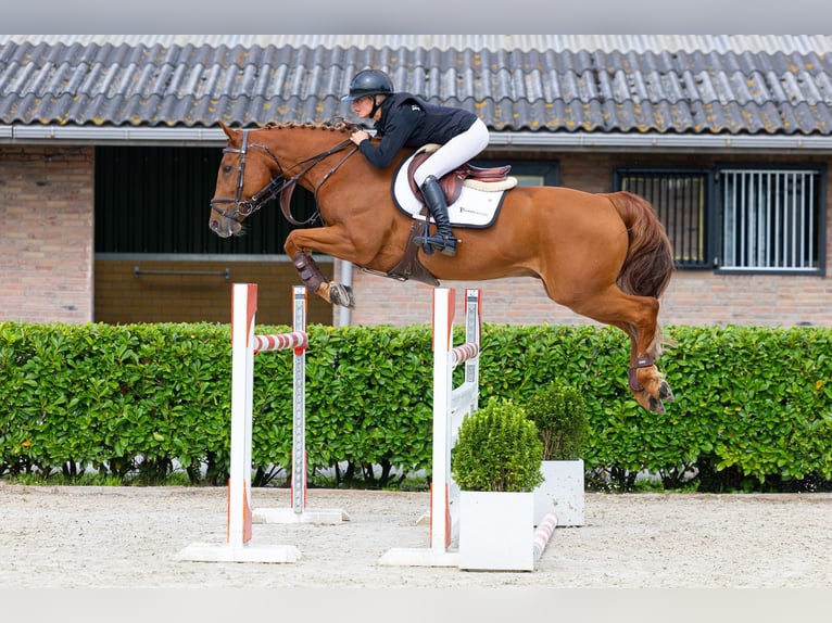 Studbook angloeuropeo Castrone 10 Anni 168 cm Sauro scuro in Waddinxveen