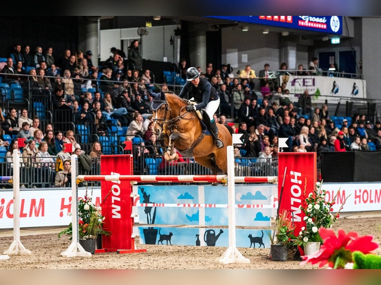 Studbook angloeuropeo Castrone 10 Anni 170 cm Baio ciliegia in tallinn