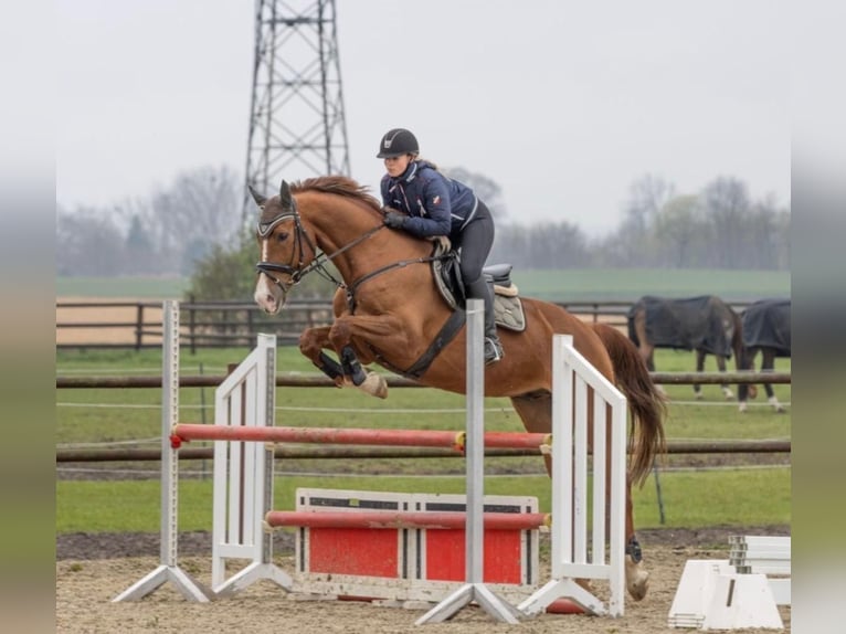 Studbook angloeuropeo Castrone 10 Anni 173 cm Sauro in Braunschweig