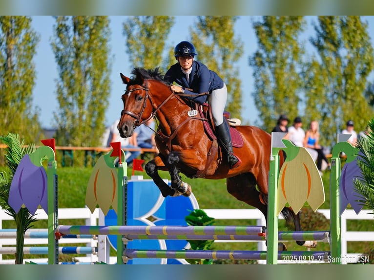 Studbook angloeuropeo Castrone 10 Anni 175 cm Baio ciliegia in Zagreb