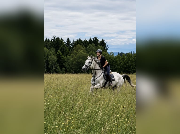 Studbook angloeuropeo Castrone 11 Anni 178 cm Grigio trotinato in Pelmberg