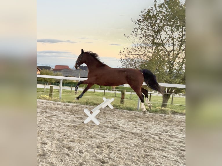 Studbook angloeuropeo Castrone 18 Anni 164 cm Baio in Alberndorf