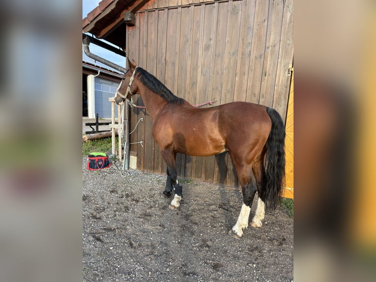 Studbook angloeuropeo Castrone 18 Anni 164 cm Baio in Alberndorf