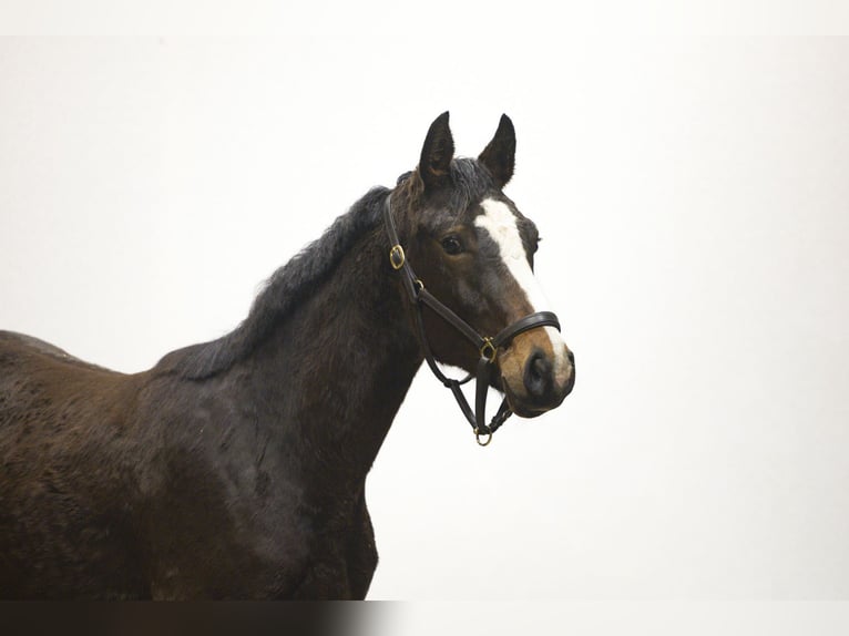 Studbook angloeuropeo Castrone 2 Anni 154 cm Baio scuro in 2742WH