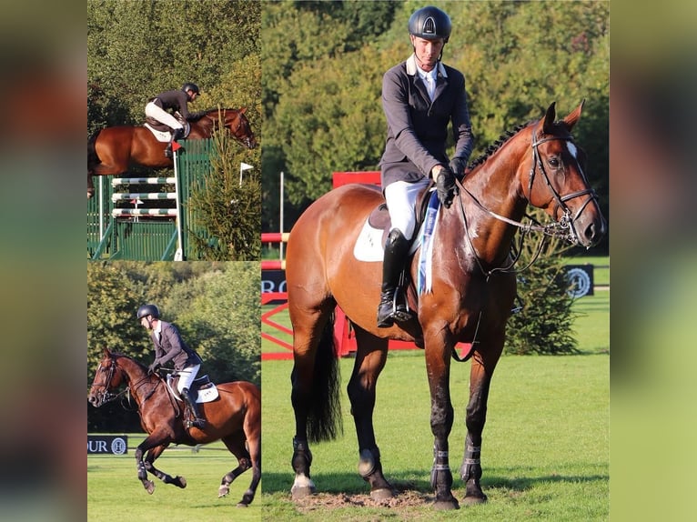 Studbook angloeuropeo Castrone 2 Anni 168 cm Baio scuro in west sussex