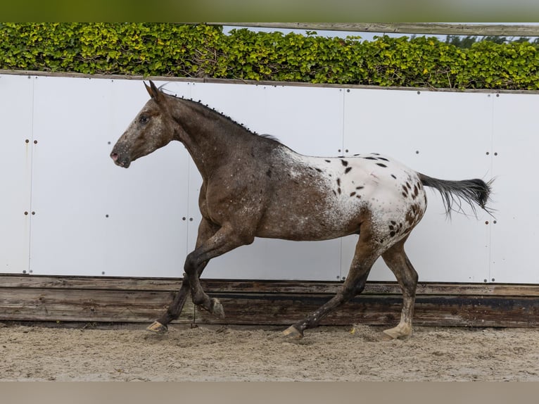 Studbook angloeuropeo Castrone 3 Anni 158 cm Leopard in Waddinxveen